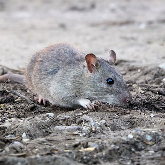 Rat & Mouse Control in California